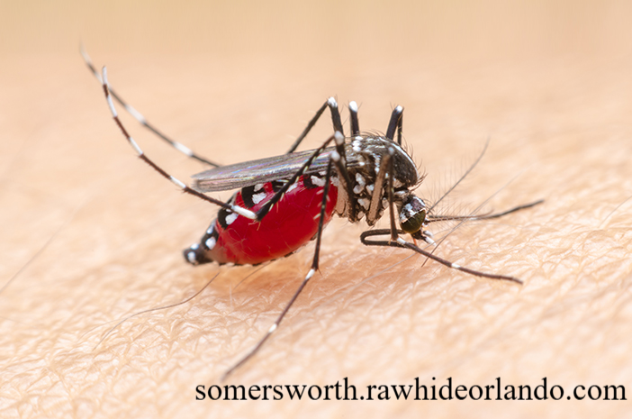 Strategi Ampuh untuk Melindungi Diri dari Ancaman Malaria