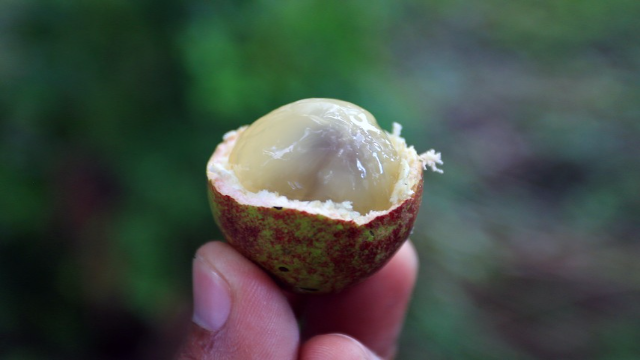 7 Manfaat Buah Matoa untuk Kesehatan Tubuh