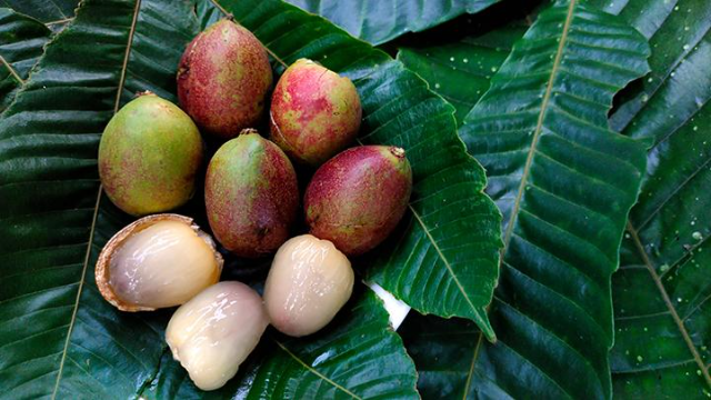 9 Manfaat Buah Matoa untuk Kesehatan Tubuh