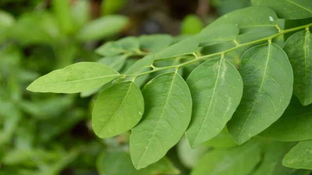 10 Manfaat Daun Katuk untuk Kesehatan
